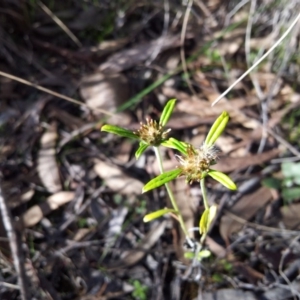 Euchiton sphaericus at Kambah, ACT - 22 May 2017