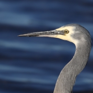 Egretta novaehollandiae at Merimbula, NSW - 16 May 2017 08:22 AM