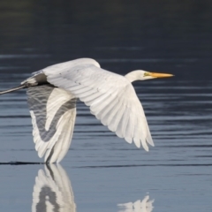 Ardea alba (Great Egret) at Merimbula, NSW - 16 May 2017 by Leo