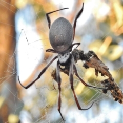 Trichonephila edulis (Golden orb weaver) at Mount Mugga Mugga - 22 May 2017 by JohnBundock