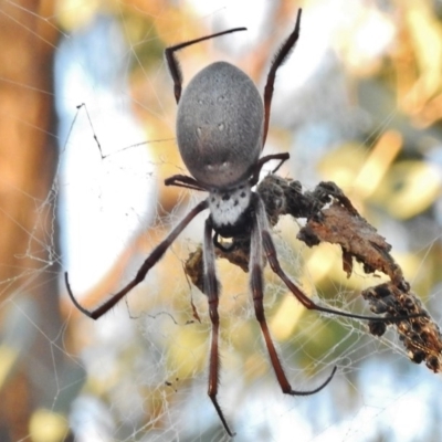 Trichonephila edulis (Golden orb weaver) at Mount Mugga Mugga - 22 May 2017 by JohnBundock