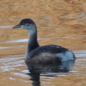 Tachybaptus novaehollandiae at Molonglo River Reserve - 21 May 2017 05:58 PM