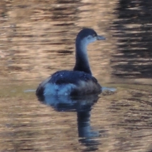 Tachybaptus novaehollandiae at Molonglo River Reserve - 21 May 2017