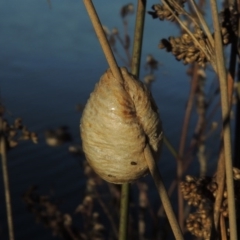 Mantidae (family) (Egg case of praying mantis) at Coombs Ponds - 21 May 2017 by michaelb