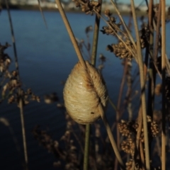 Mantidae - egg case (family) at Coombs, ACT - 21 May 2017 05:32 PM