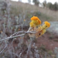 Chrysocephalum apiculatum (Common Everlasting) at Denman Prospect, ACT - 21 May 2017 by michaelb