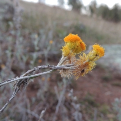 Chrysocephalum apiculatum (Common Everlasting) at Denman Prospect, ACT - 21 May 2017 by MichaelBedingfield
