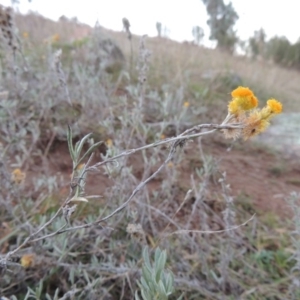 Chrysocephalum apiculatum at Molonglo River Reserve - 21 May 2017 06:47 PM