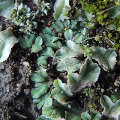 Riccia inflexa (Liverwort) at Coombs, ACT - 21 May 2017 by michaelb