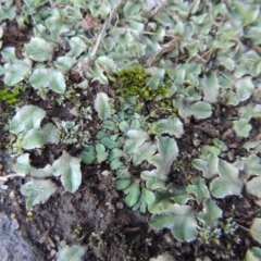 Riccia inflexa at Molonglo River Reserve - 21 May 2017