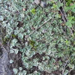 Riccia spongiosula at Molonglo River Reserve - 21 May 2017