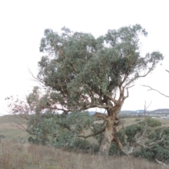 Eucalyptus bridgesiana (Apple Box) at Denman Prospect, ACT - 21 May 2017 by michaelb