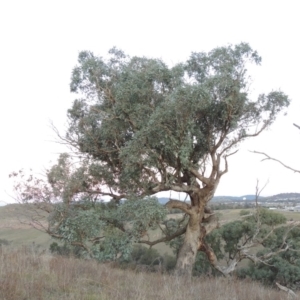 Eucalyptus bridgesiana at Molonglo River Reserve - 21 May 2017