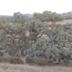 Eucalyptus bridgesiana at Molonglo River Reserve - 21 May 2017 06:57 PM