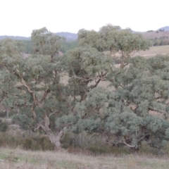 Eucalyptus bridgesiana at Molonglo River Reserve - 21 May 2017