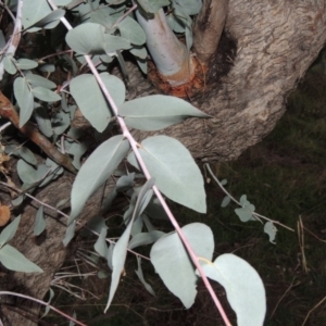 Eucalyptus bridgesiana at Molonglo River Reserve - 21 May 2017 06:57 PM