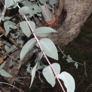 Eucalyptus bridgesiana at Molonglo River Reserve - 21 May 2017