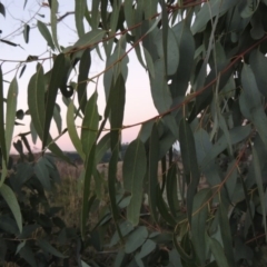 Eucalyptus bridgesiana at Molonglo River Reserve - 21 May 2017