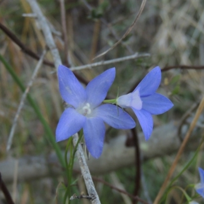 Wahlenbergia capillaris (Tufted Bluebell) at Coombs, ACT - 21 May 2017 by MichaelBedingfield