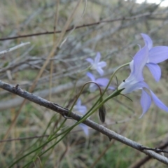 Wahlenbergia capillaris at Molonglo River Reserve - 21 May 2017 06:21 PM