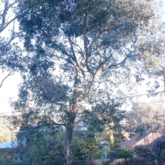 Eucalyptus blakelyi (Blakely's Red Gum) at Red Hill to Yarralumla Creek - 22 May 2017 by ruthkerruish