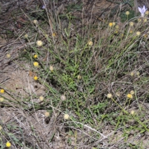 Calotis lappulacea at Molonglo River Reserve - 13 May 2017 07:09 PM