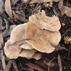 Leucopaxillus eucalyptorum (Leucopaxillus eucalyptorum) at Acton, ACT - 23 May 2017 by Heino