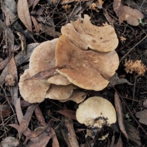 Leucopaxillus eucalyptorum at Acton, ACT - 23 May 2017