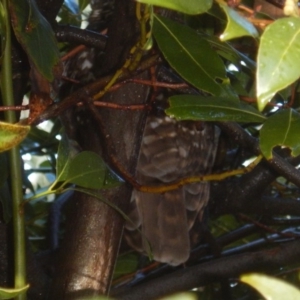 Ninox boobook at Curtin, ACT - 20 May 2017 09:25 AM