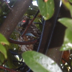 Ninox boobook at Curtin, ACT - 20 May 2017 09:25 AM