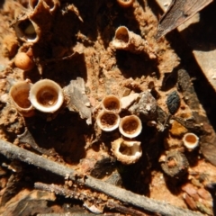 Nidula sp. at Jingera, NSW - 22 May 2017