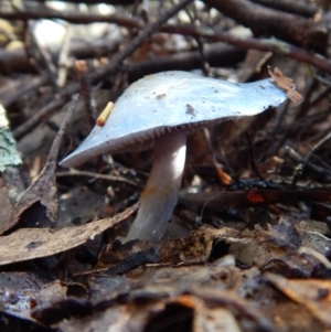 Cortinarius rotundisporus at Jingera, NSW - 22 May 2017 12:30 PM