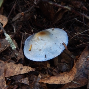 Cortinarius rotundisporus at Jingera, NSW - 22 May 2017 12:30 PM