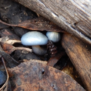 Cortinarius rotundisporus at Jingera, NSW - 22 May 2017 12:30 PM