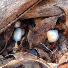 Cortinarius rotundisporus at Jingera, NSW - 22 May 2017 12:30 PM