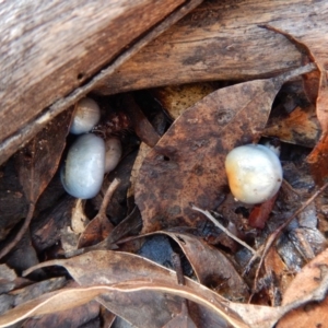 Cortinarius rotundisporus at Jingera, NSW - 22 May 2017