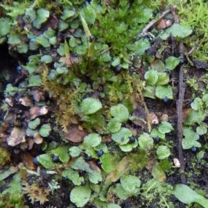 Targionia lorbeeriana at Canberra Central, ACT - 8 Sep 2016