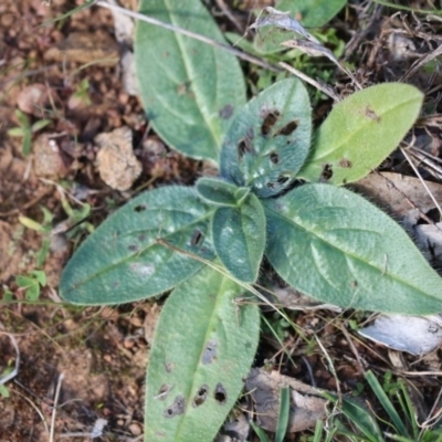 Echium plantagineum (Paterson's Curse) at Mount Majura - 12 May 2017 by petersan