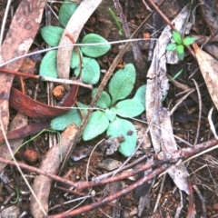 Speculantha rubescens (Blushing Tiny Greenhood) at Mount Majura - 4 May 2017 by petersan