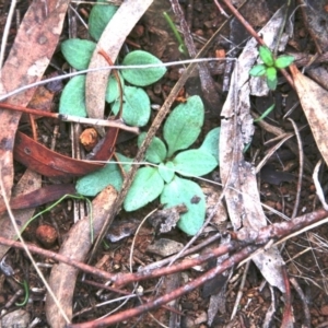 Speculantha rubescens at Canberra Central, ACT - suppressed