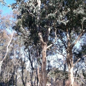 Eucalyptus polyanthemos at Hughes Garran Woodland - 23 May 2017