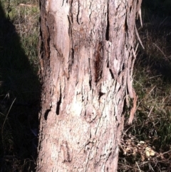 Eucalyptus polyanthemos at Hughes Garran Woodland - 23 May 2017