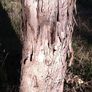 Eucalyptus polyanthemos at Hughes Garran Woodland - 23 May 2017