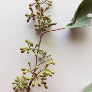 Eucalyptus polyanthemos at Hughes Garran Woodland - 23 May 2017