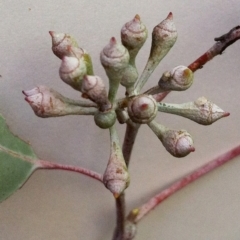 Eucalyptus polyanthemos at Hughes Garran Woodland - 23 May 2017