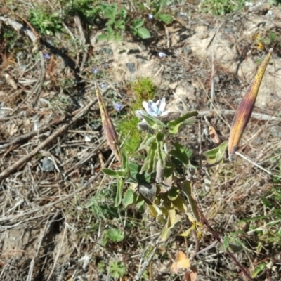 Oxypetalum coeruleum (Tweedia or Southern Star) at Isaacs, ACT - 24 May 2017 by Mike