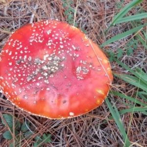 Amanita muscaria at Isaacs, ACT - 24 May 2017