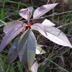 Prunus sp. at Kambah, ACT - 24 May 2017 10:42 AM