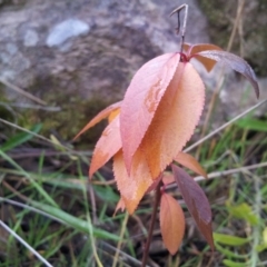 Prunus sp. at Kambah, ACT - 24 May 2017 10:42 AM