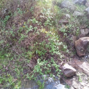 Rubus parvifolius at Kambah, ACT - 24 May 2017 10:50 AM